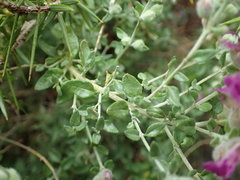 Teucrium marum