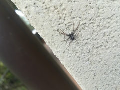 Pulchellodromus pulchellus