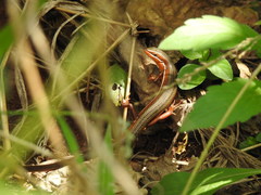 Trachylepis megalura