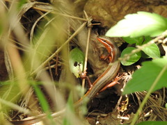 Trachylepis megalura