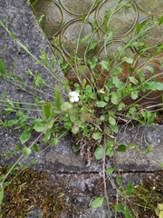 Arabidopsis halleri