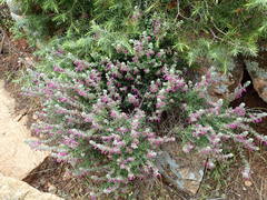 Teucrium marum