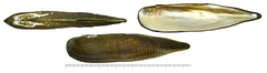 Lanceolaria acrorrhyncha