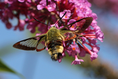 Hemaris fuciformis