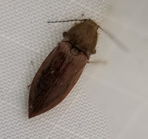 Oxygonus obesus