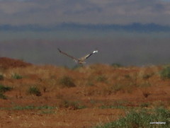 Chlamydotis macqueenii