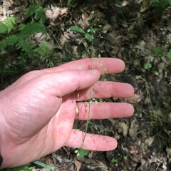 Poa sylvestris