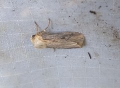 Agrotis obliqua