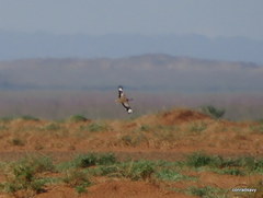 Chlamydotis macqueenii