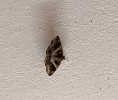 Bastilla arcuata