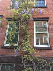 Wisteria sinensis