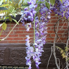 Wisteria sinensis