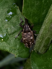 Lepyrus capucinus