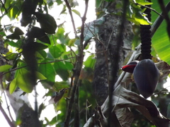 Phaethornis mexicanus