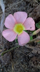 Oxalis pulchella