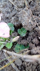 Oxalis pulchella