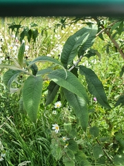 Buddleja davidii