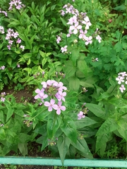 Hesperis matronalis