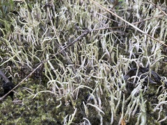 Cladonia subulata