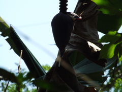 Phaethornis mexicanus