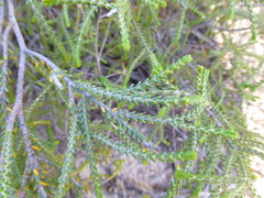 Passerina ericoides