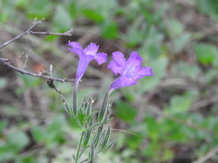 Ruellia occidentalis