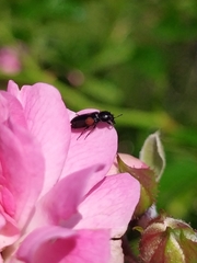 Divales bipustulatus