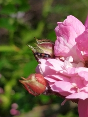 Divales bipustulatus