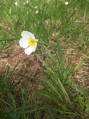 Ranunculus kuepferi