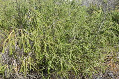 Passerina ericoides