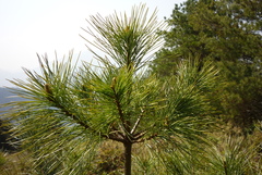 Pinus morrisonicola