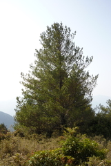 Pinus morrisonicola
