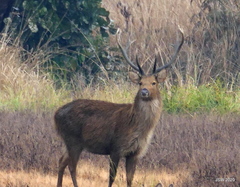 Rucervus duvaucelii branderi