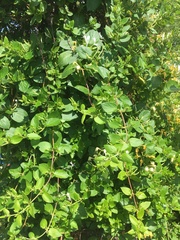 Lonicera japonica