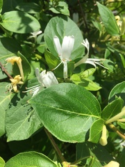 Lonicera japonica