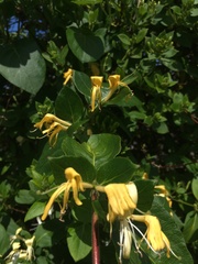 Lonicera japonica