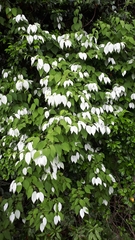 Actinidia polygama
