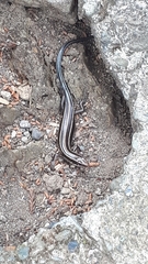 Plestiodon finitimus