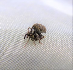 Ceutorhynchini
