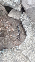 Plestiodon finitimus