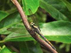 Orthetrum glaucum