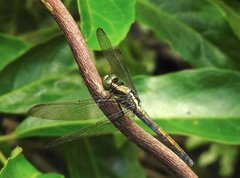 Orthetrum glaucum