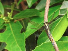 Orthetrum glaucum