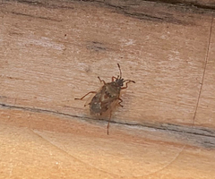 Kleidocerys resedae