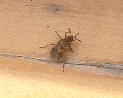 Kleidocerys resedae