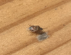 Kleidocerys resedae