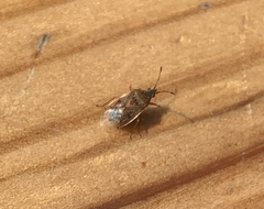 Kleidocerys resedae