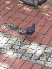 Columba livia domestica
