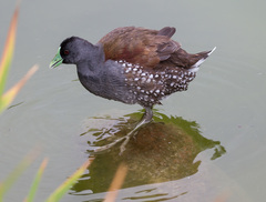 Porphyriops melanops crassirostris