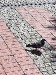 Columba livia domestica